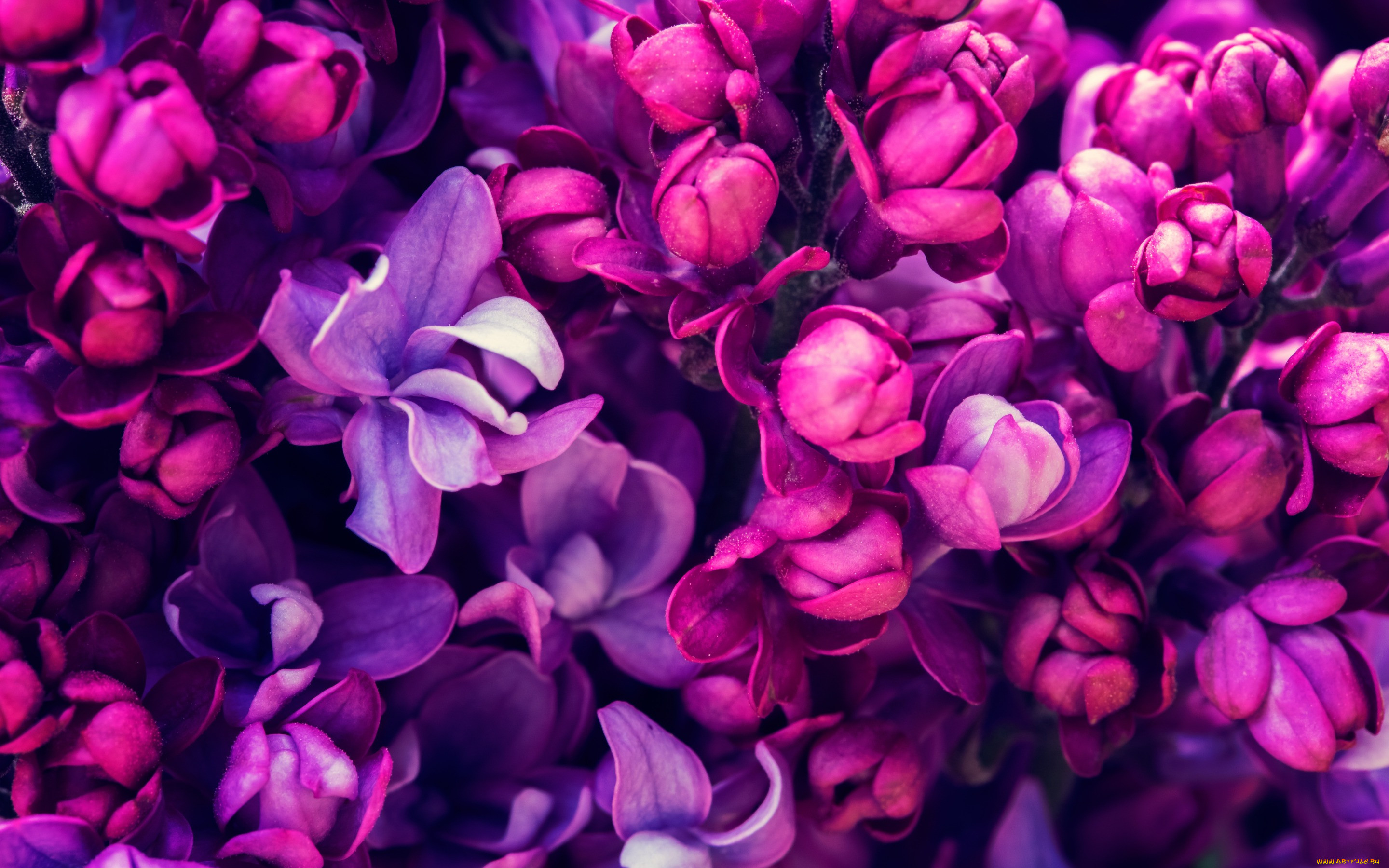 , , , lilac, , blossom, purple, spring, flowers